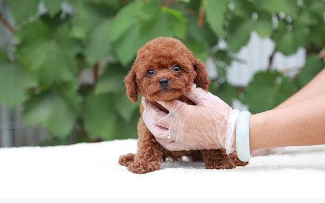 ?？诔栉锕饭烦鍪鄞恐痔┑先兹阅悴璞┑? width=80px height=80px /></div><div   id=