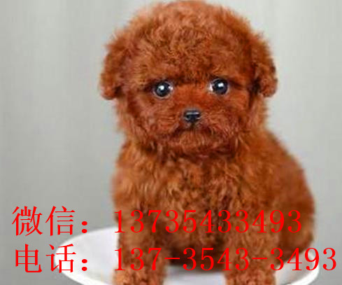 武汉宠物狗狗出售纯种泰迪幼犬茶杯泰迪犬领养