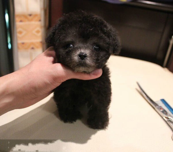 长沙宠物狗犬舍出售纯种泰迪犬幼犬领养宠物狗