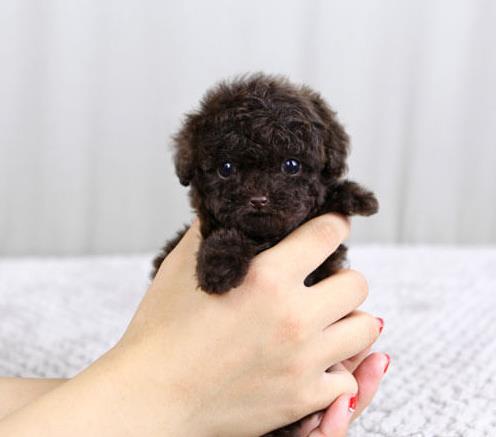 济南犬舍出售纯种泰迪犬 迷你泰迪哪里有卖宠