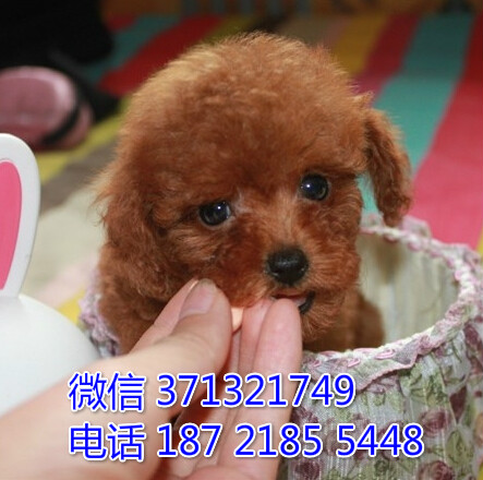 泰迪出售纯种小型犬狗狗，活泼聪明的泰迪宝宝