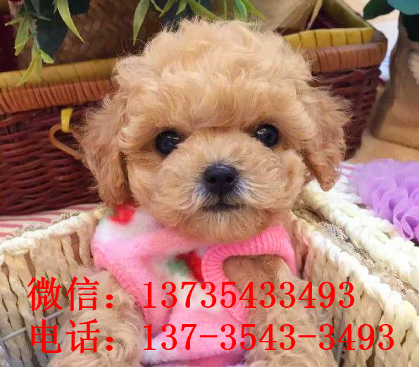 济南宠物狗犬舍出售纯种泰迪犬幼犬领养宠物狗市场在哪买狗卖狗