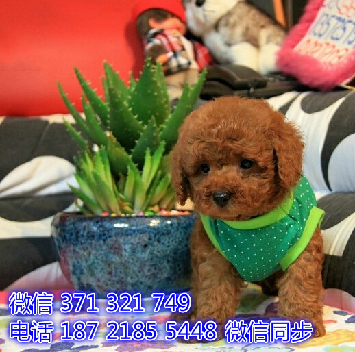 西安特价泰迪犬出售纯种幼犬 西安犬舍宠物狗