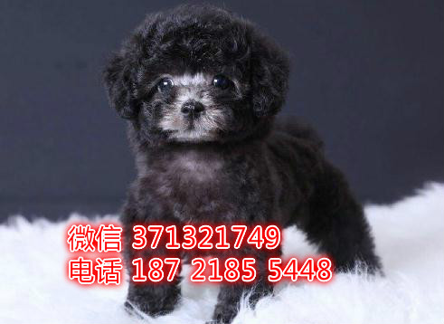 上海宠物泰迪犬出售纯种 上海犬舍繁殖高端名