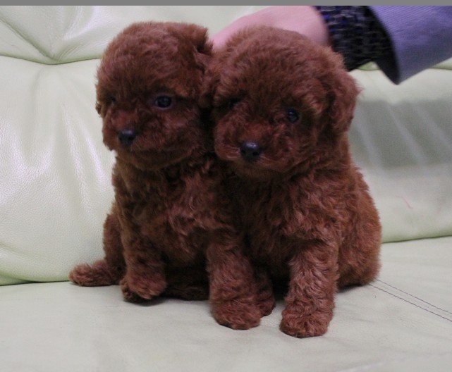 景洪哪里买泰迪犬 景洪买狗比较可靠的地方