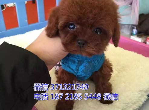 南昌宠物泰迪犬出售纯种 南昌犬舍 南昌宠物哪