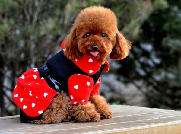 纯种茶杯泰迪犬出售 贵阳成功犬舍哪里买狗哪