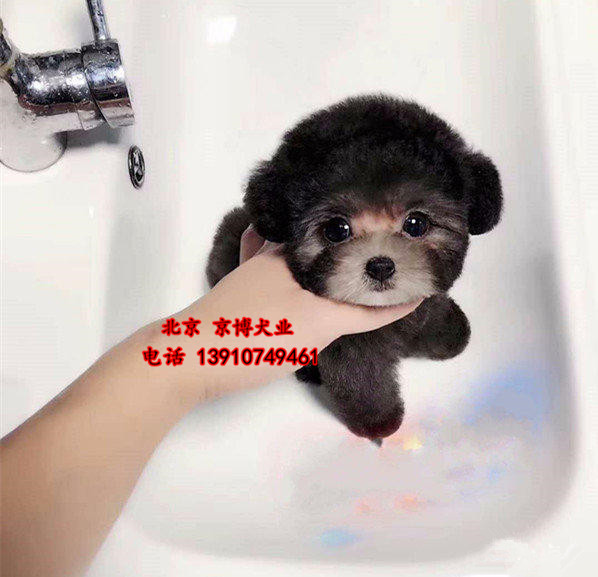 纯种泰迪犬出售 玩具体泰迪价格 泰迪犬舍