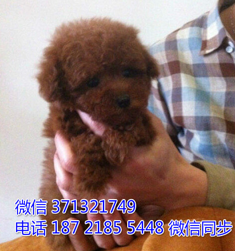 无锡狗狗 泰迪犬出售纯种幼犬 无锡犬舍全国发