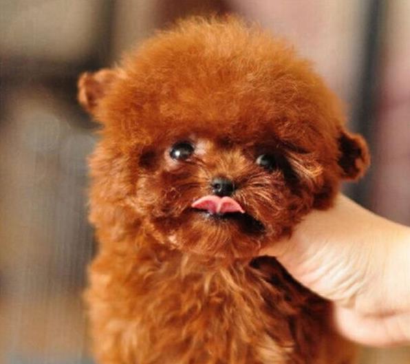 无锡狗场出售纯种泰迪犬幼犬 健康的宠物狗市