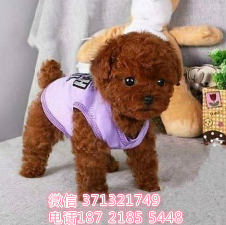 深圳宠物 泰迪犬出售纯种幼犬 深圳宠物狗犬舍