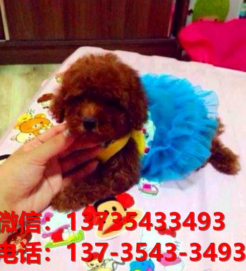 西安犬舍宠物狗狗出售纯种泰迪犬狗舍哪里有狗