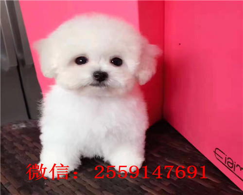 莆田哪里卖玩具体泰迪犬 莆田犬舍泰迪出售 莆