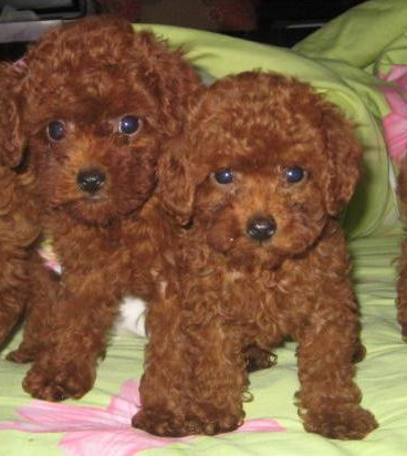 西畴县买宠物狗 西畴县买泰迪 狗场出售小泰迪