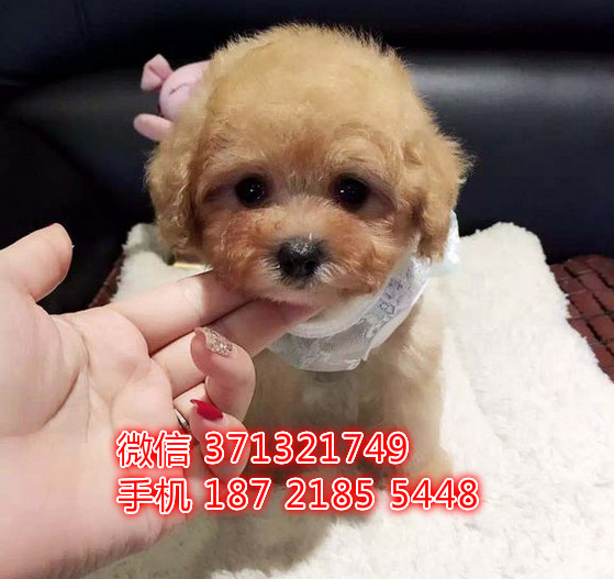 厦门宠物泰迪犬纯种幼犬出售 厦门犬舍在哪里