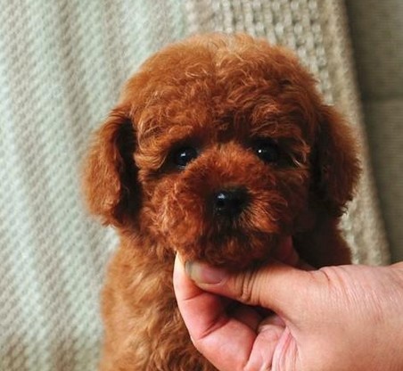 保山买狗网 保山买泰迪的地方 名犬基地