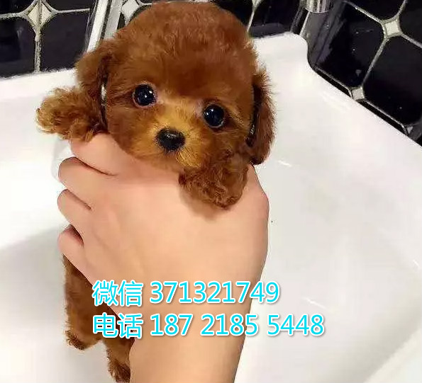 天津狗狗 泰迪犬出售 天津特价犬舍 全国发货