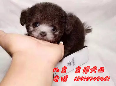 纯种泰迪犬价格 茶杯体泰迪犬出售