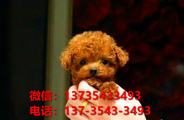 武汉犬舍宠物狗狗出售纯种泰迪犬狗舍哪里有狗狗买狗地方