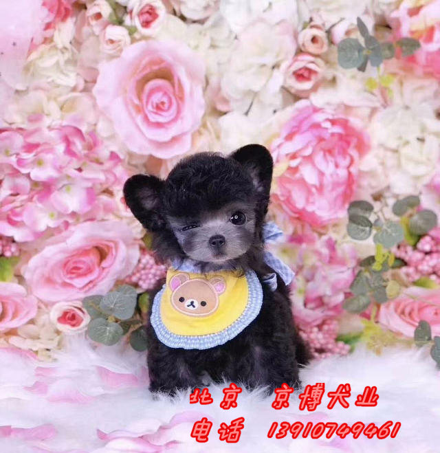 赛级泰迪犬 茶杯泰迪犬 玩具泰迪 高品质泰迪