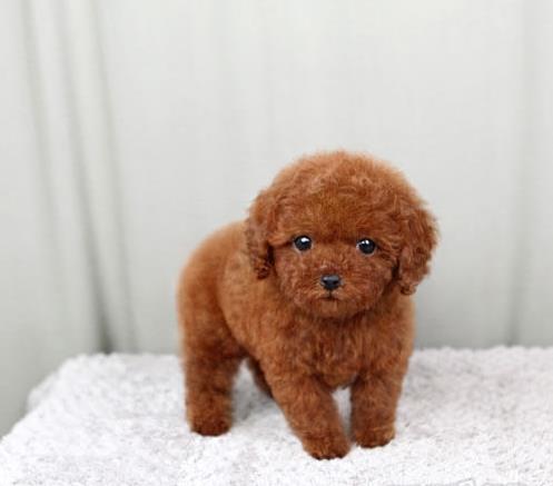 纯种泰迪幼犬领养深圳宠物狗狗市场在哪里买狗