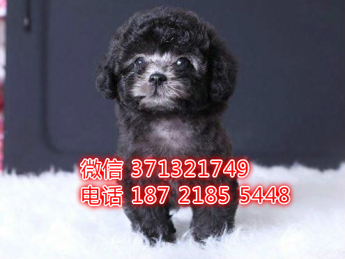 西安宠物 泰迪犬出售纯种 西安犬舍在哪里