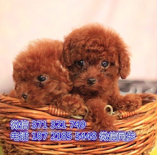 天津宠物 泰迪犬出售纯种幼犬 天津犬舍在哪里