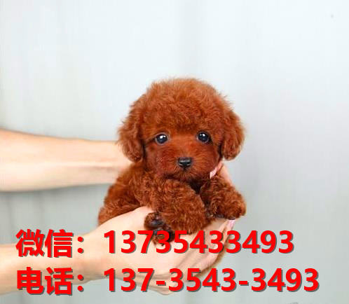 正宗茶杯泰迪犬出售深圳宠物狗狗市场在哪里买