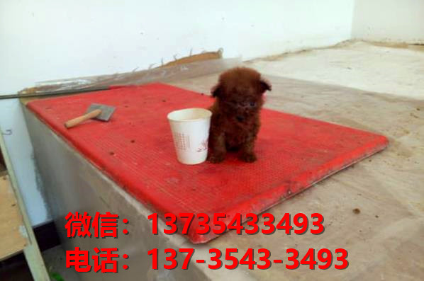 沈阳犬舍宠物狗狗出售纯种泰迪犬狗舍哪里有狗狗买狗地方