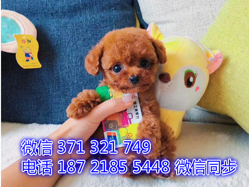 大连宠物狗狗 泰迪犬纯种幼犬 大连犬舍狗场批发