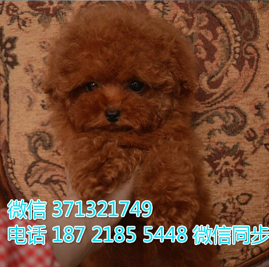 北京特惠 泰迪犬出售纯种幼犬 北京犬舍狗场繁