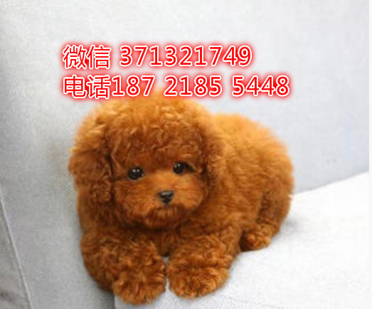 沈阳狗狗 泰迪出售纯种幼犬 特价宠物狗狗