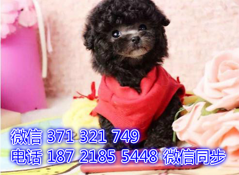 全国发货 北京泰迪犬出售纯种幼犬 特价狗狗促