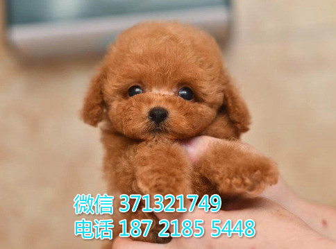 西安 全国发货泰迪犬纯种幼犬 西安犬舍促销