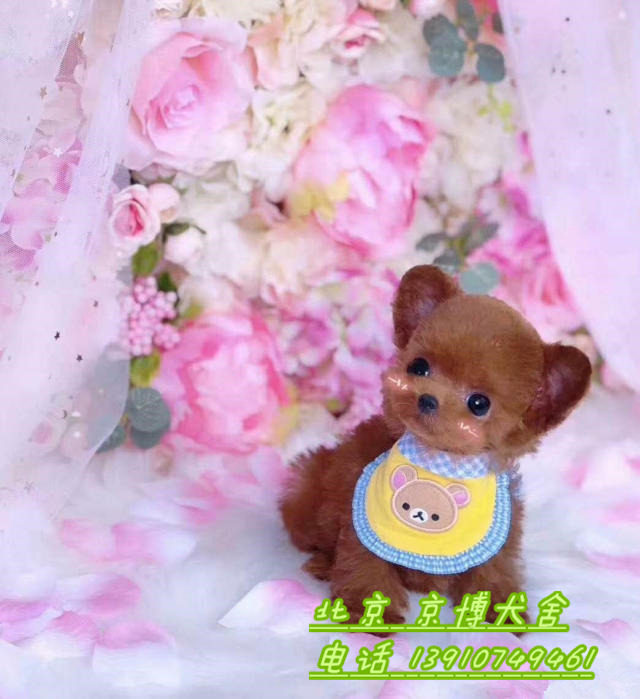 赛级泰迪犬 茶杯泰迪犬 玩具泰迪犬 北京泰迪