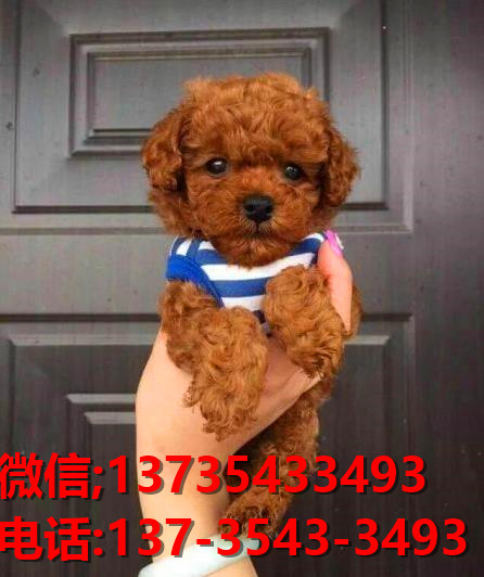 上海狗场出售纯种泰迪犬宠物狗市场领养买狗卖