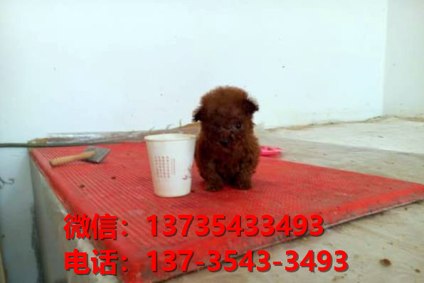 沈阳犬舍宠物狗狗出售纯种泰迪犬狗舍哪里有狗