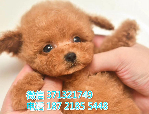 西安 全国发货泰迪犬纯种幼犬 西安犬舍促销