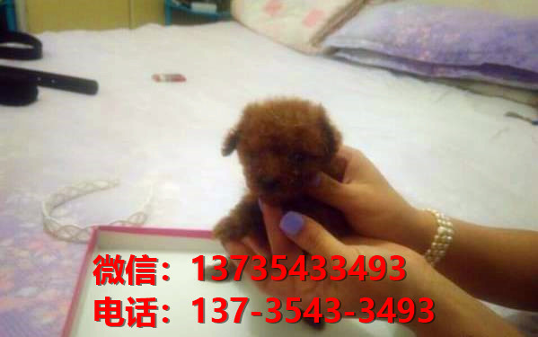 正宗茶杯泰迪犬出售大连宠物狗狗市场在哪里买