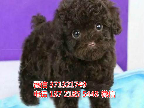 杭州宠物 泰迪犬纯种幼犬出售 杭州狗场在哪里