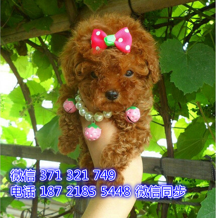 武汉宠物 泰迪犬纯种幼犬 武汉本地繁殖 武汉