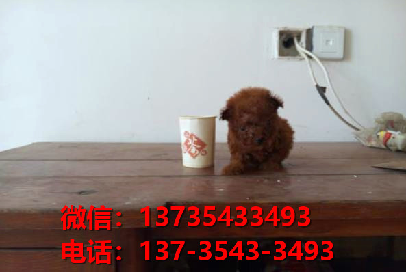 沈阳犬舍宠物狗狗出售纯种泰迪犬狗舍哪里有狗狗买狗地方