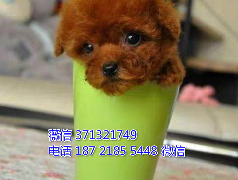 北京宠物狗狗 泰迪犬出售纯种 北京犬舍在哪里