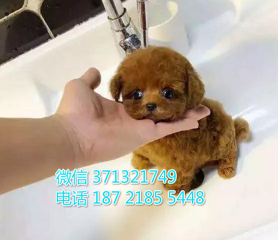 天津狗狗 泰迪犬出售 天津特价犬舍 全国发货