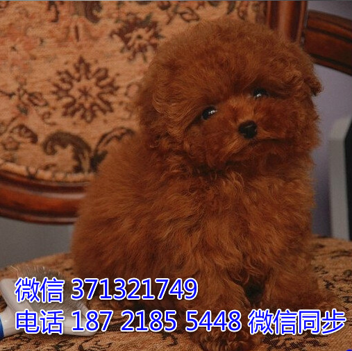 深圳特惠 宠物泰迪犬纯种幼犬 深圳犬舍在哪里