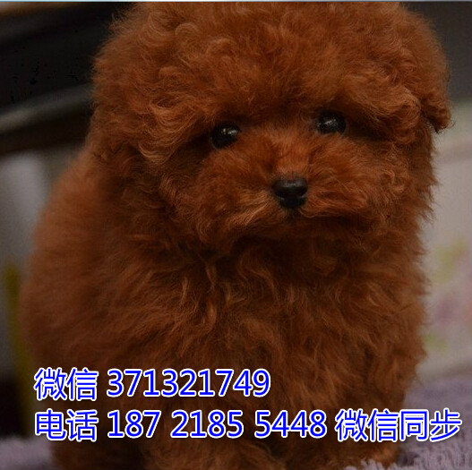 上海特惠 泰迪犬出售纯种幼犬 上海出售领养狗狗