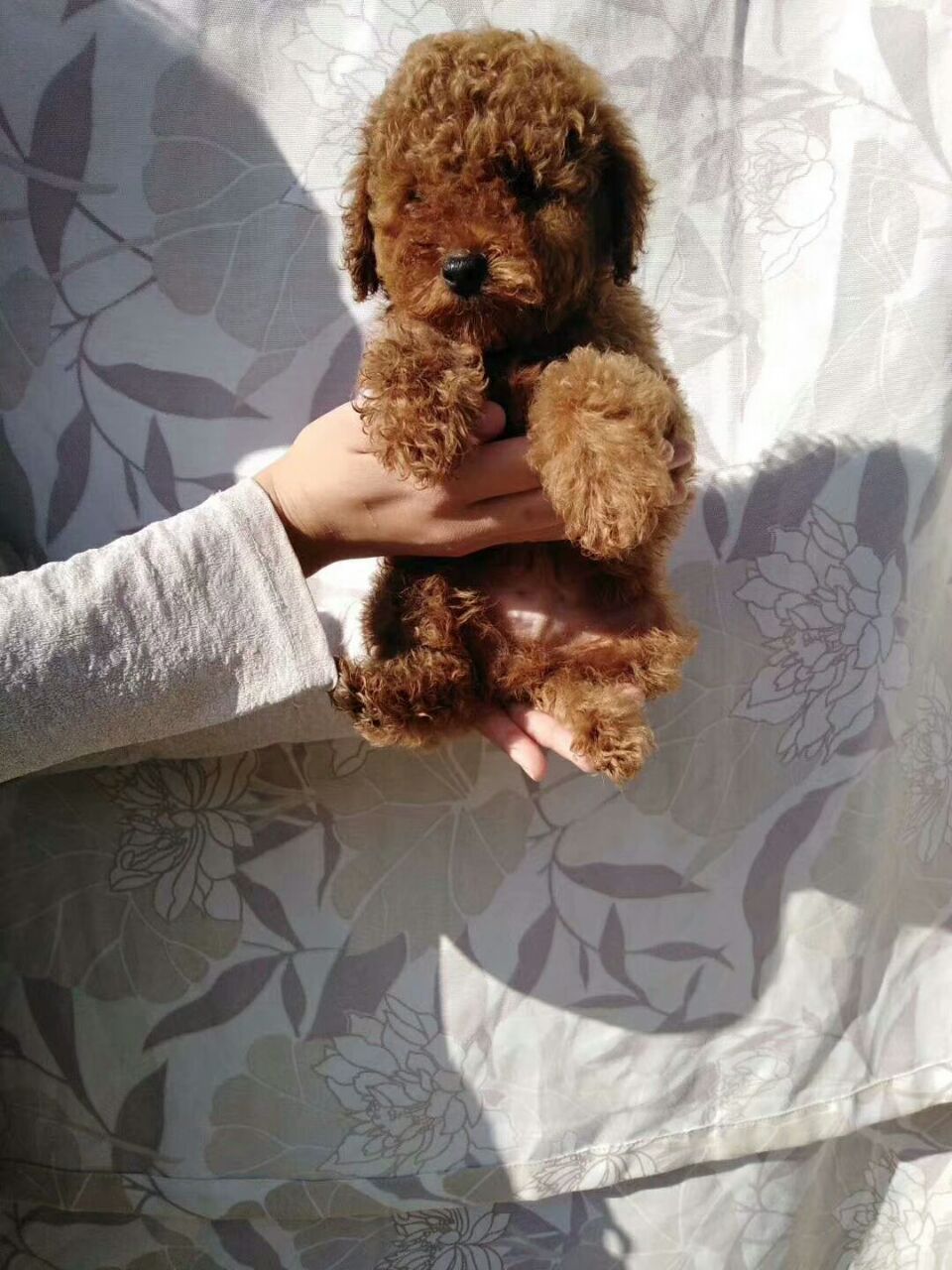 丽江永胜泰迪犬出售狗场纯种泰迪犬常年出售