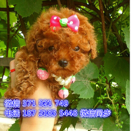 武汉宠物 泰迪犬纯种幼犬 武汉本地繁殖 武汉犬舍