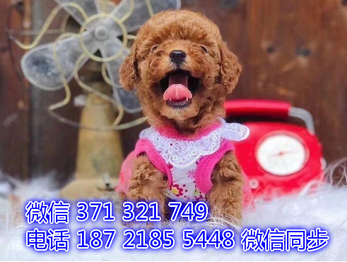 厦门宠物狗狗泰迪犬出售纯种幼犬 厦门犬舍狗