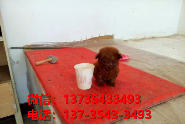 沈阳犬舍宠物狗狗出售纯种泰迪犬狗舍哪里有狗狗买狗地方